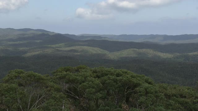 全景，Yambaru森林，冲绳，日本视频素材