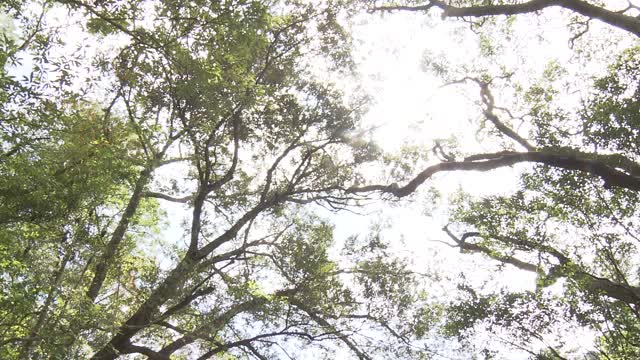 森林中的河流，冲绳，日本视频素材