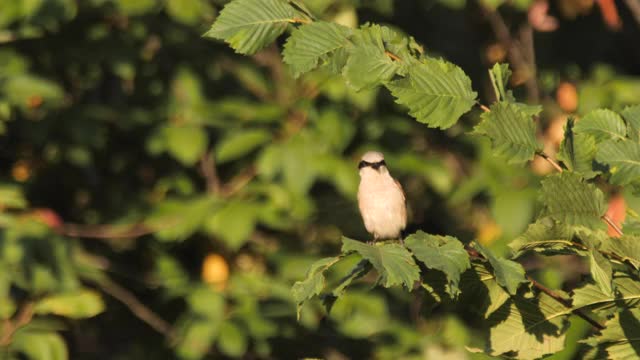 红背伯劳(Lanius collurio)雄性，俄罗斯视频素材