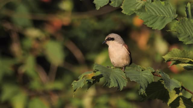 红背伯劳(Lanius collurio)雄性，俄罗斯视频素材