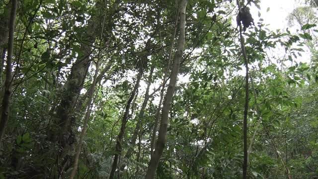 日本冲绳山巴鲁森林木炭窑遗址视频素材