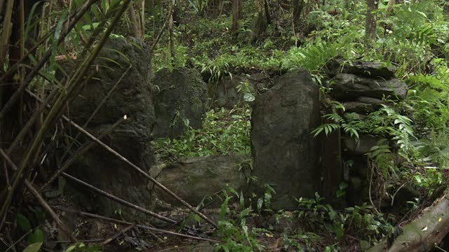 日本冲绳县山巴鲁森林的猪厕所废墟视频素材