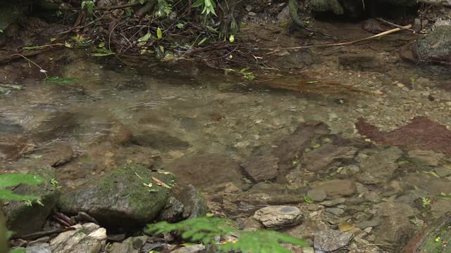 日本冲绳县山巴鲁森林中的小溪视频素材