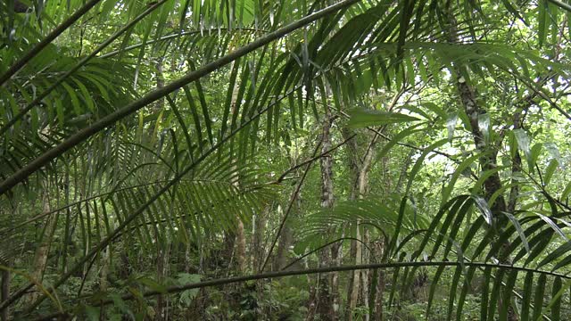 日本冲绳县山巴鲁森林的猪厕所废墟视频素材