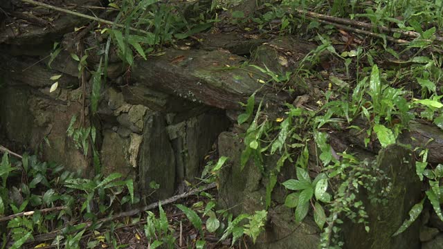 日本冲绳县山巴鲁森林的猪厕所废墟视频素材