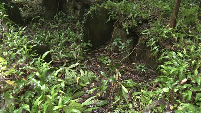 日本冲绳县山巴鲁森林的猪厕所废墟视频素材