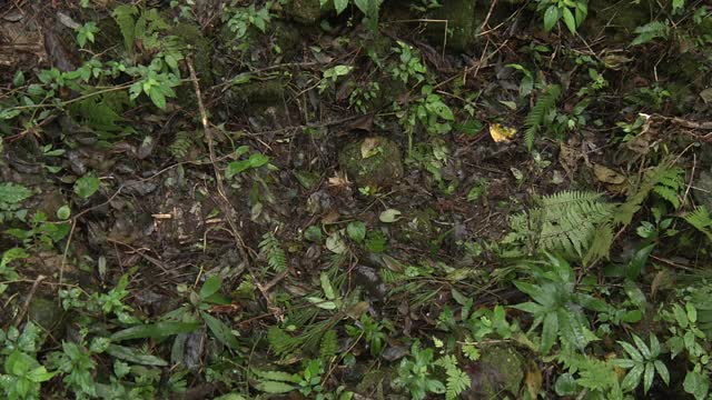 日本冲绳靛蓝染色盆地遗址视频素材