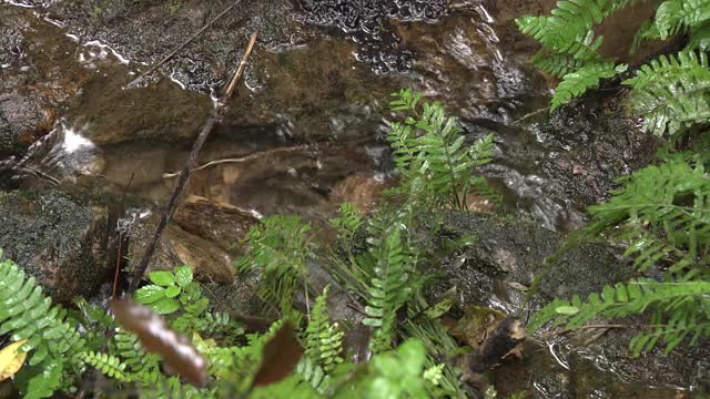 日本冲绳靛蓝染色盆地遗址视频素材