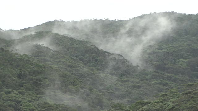 雨中的山巴鲁森林，冲绳，日本视频素材