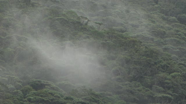 雨中的山巴鲁森林，冲绳，日本视频素材