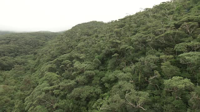 Yambaru森林，冲绳，日本视频素材