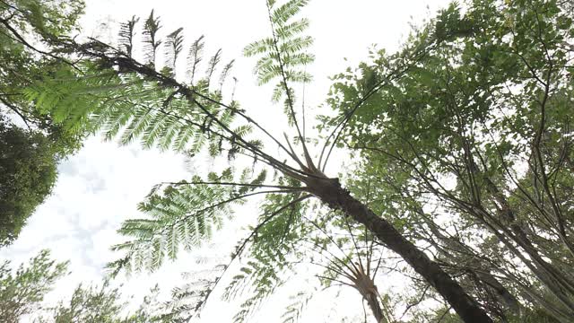 飞天蜘蛛猴蕨，冲绳，日本视频素材