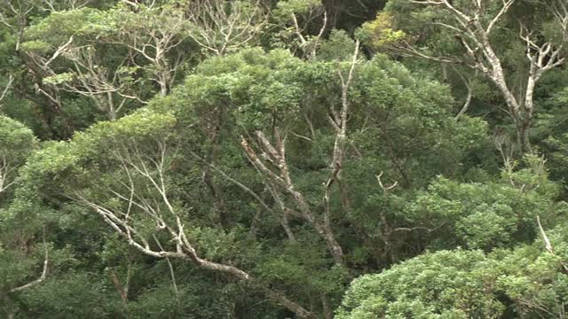 Yambaru森林，冲绳，日本视频素材