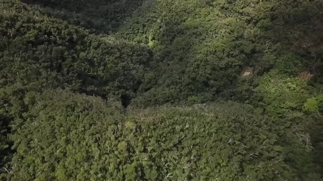 AERIAL, Yambaru Forest，冲绳，日本视频素材