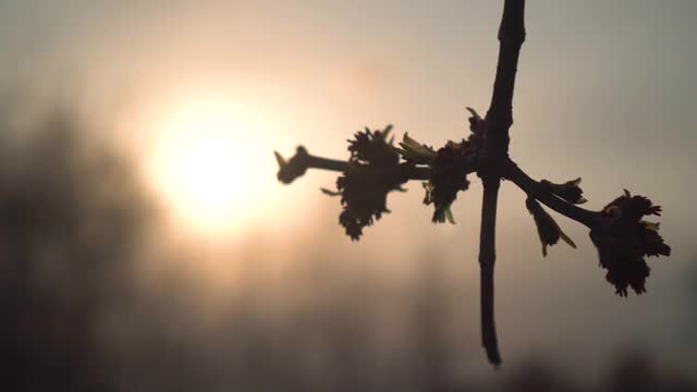 干枝以夕阳为背景，有春或秋的概念视频素材