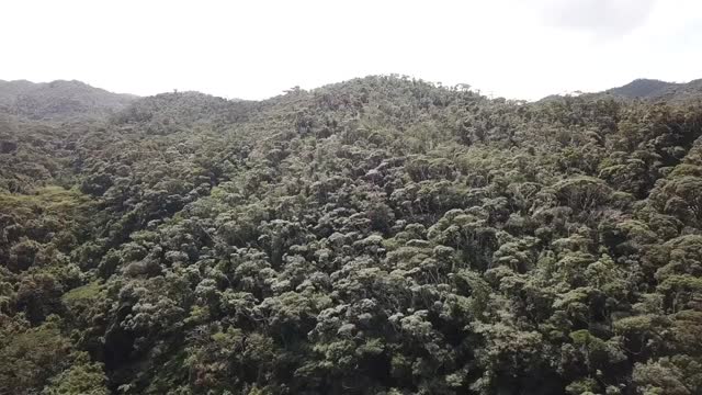 AERIAL, Yambaru Forest，冲绳，日本视频素材