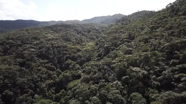 AERIAL, Yambaru Forest，冲绳，日本视频素材