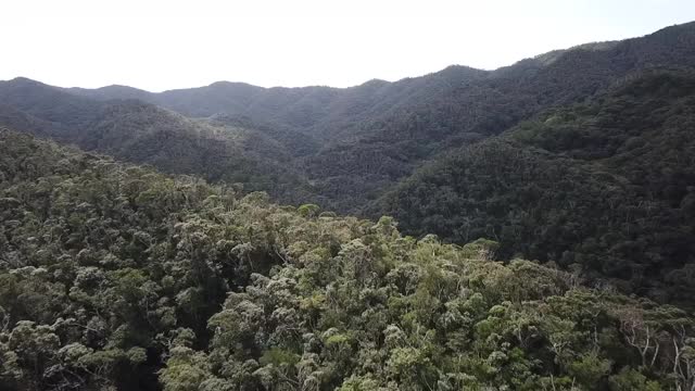 AERIAL, Yambaru Forest，冲绳，日本视频素材