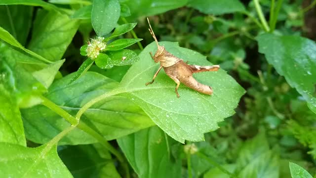 蚱蜢在绿叶植物上视频素材