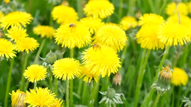 田野里有黄色的蒲公英，蜜蜂在蒲公英上采集花蜜视频素材