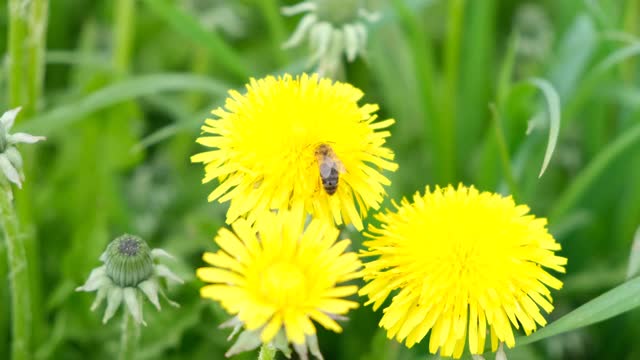 蜜蜂在黄色的蒲公英上采集花蜜，在花间飞来飞去视频素材