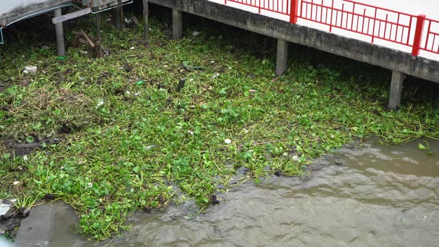 泰国曼谷湄南河中的水葫芦视频素材