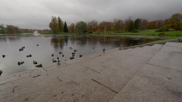 秋天的凯瑟琳公园，Tsarskoye Selo码头附近的大池塘洞亭视频素材