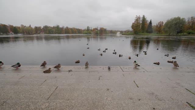 秋天的凯瑟琳公园，Tsarskoye Selo码头附近的大池塘洞亭视频素材