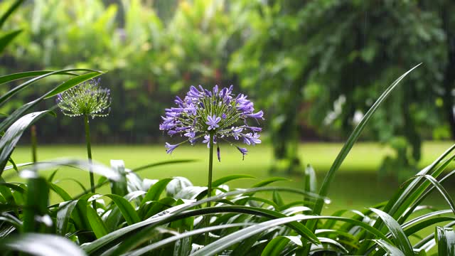 Agapanthus praecox，蓝百合在热带降雨时开花。非洲坦桑尼亚视频素材