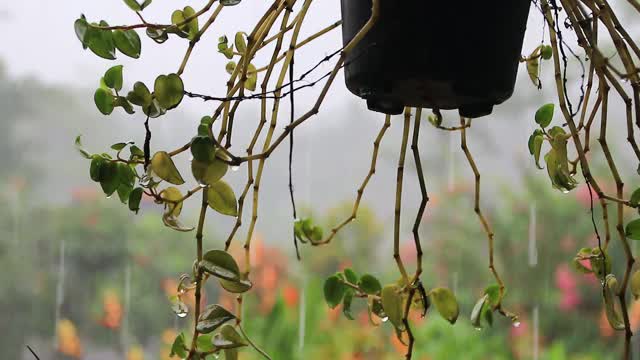 大雨衬托着美丽的花朵视频素材