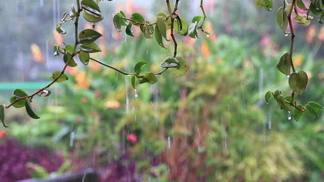 大雨衬托着美丽的花朵视频素材