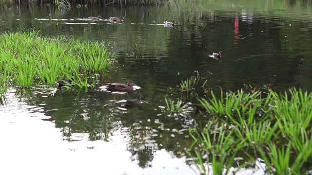 观景城市公共公园湖鸭游水视频素材