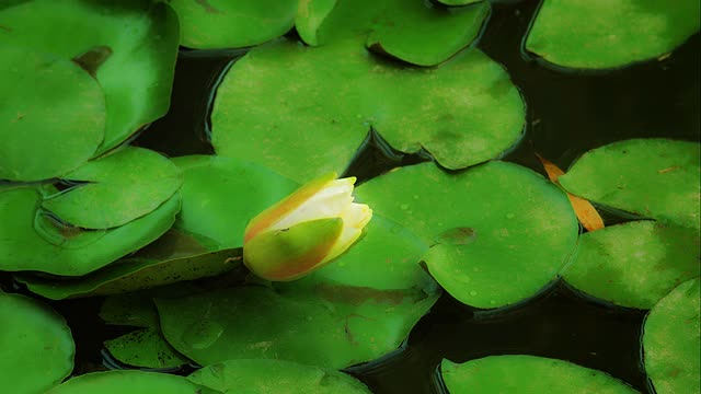 百合花盛开视频素材