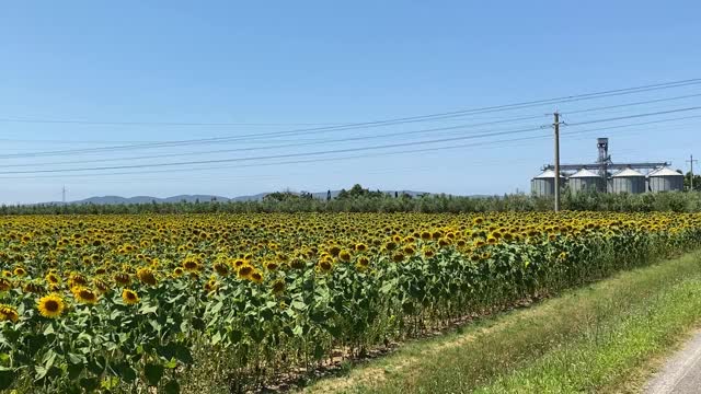 开车沿着向日葵田旅行视频下载