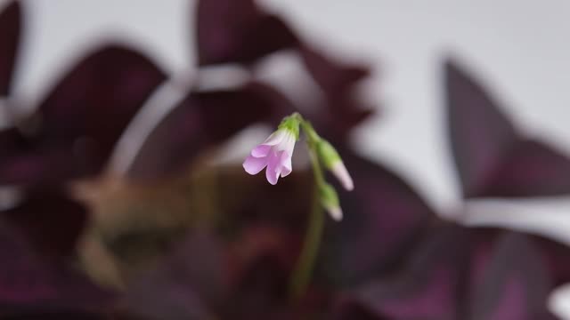 粉红色花的背景。粉红色的小花映衬着摇曳的树叶视频素材