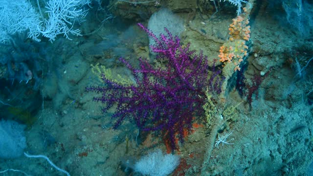 红色的息肉Octocoral。视频素材