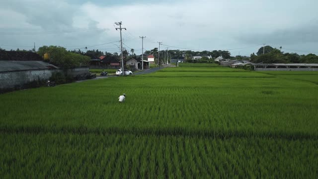 无人机拍摄的巴厘岛绿色稻田俯视图，道路上的汽车和运动模糊视频素材