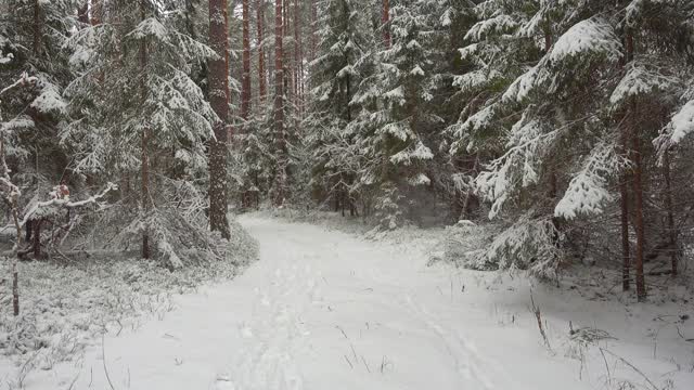 新鲜的白雪落在美丽的冬季森林的道路上，4k视频。视频素材