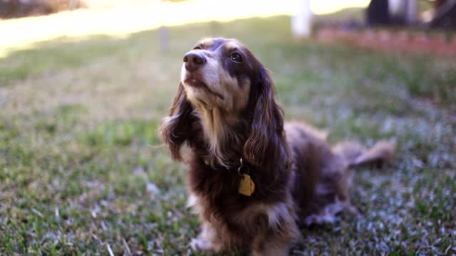 后院的长毛腊肠犬视频素材