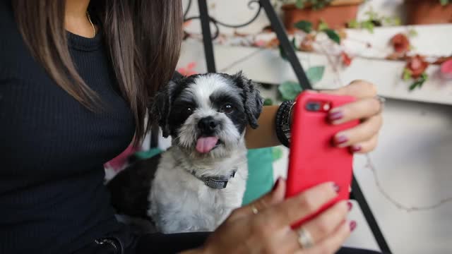 可爱的西施犬在和主人自拍视频素材