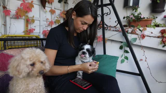 可爱的西施犬在和主人自拍视频素材