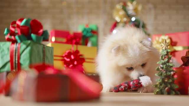 幸福狗品种白色博美犬咀嚼装饰圣诞物品与礼物，礼物盒和圣诞树在房间里，快乐的圣诞节日背景视频素材