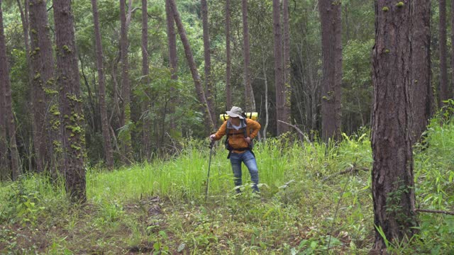 4K英俊的亚洲男子徒步旅行与背包在松林在秋天的一天。男性背包客独自走在山路上。健康的户外生活方式，休闲运动和度假理念视频下载