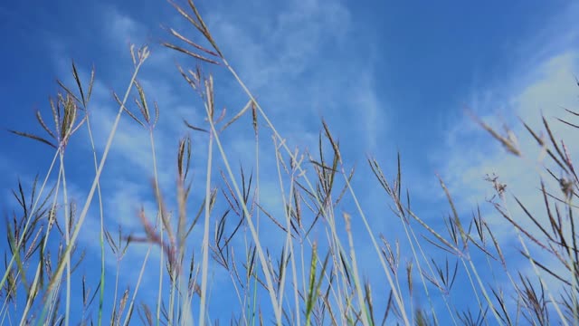 慢动作草风天空背景视频素材