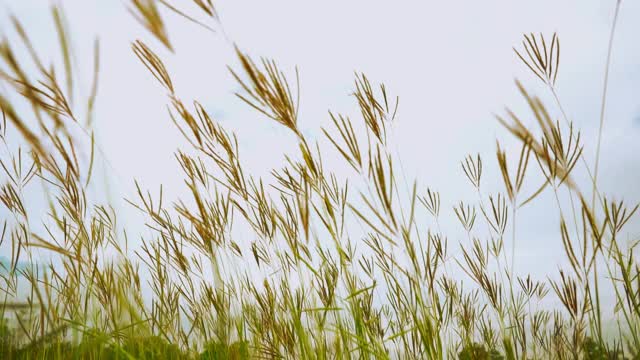 慢动作草风天空背景视频素材