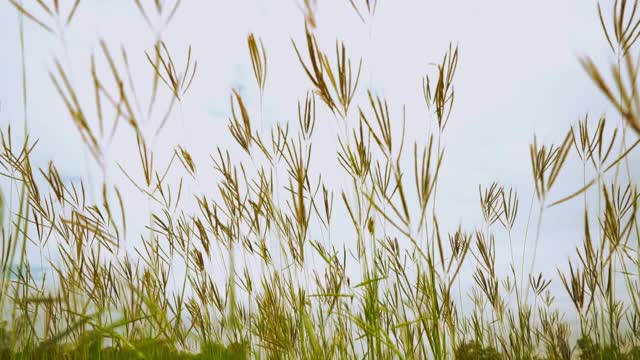 慢动作草风天空背景视频素材