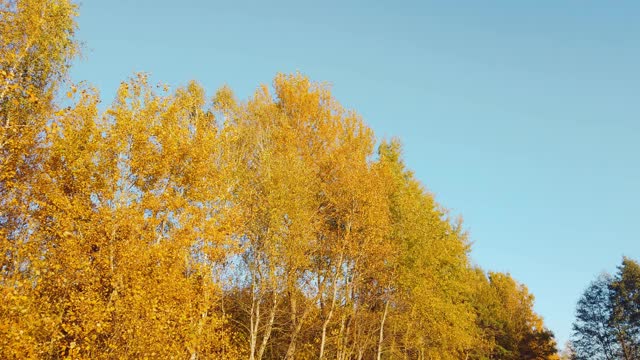 秋天黄色的树木由蓝色的天空。橙色的树梢在秋天的森林视频素材