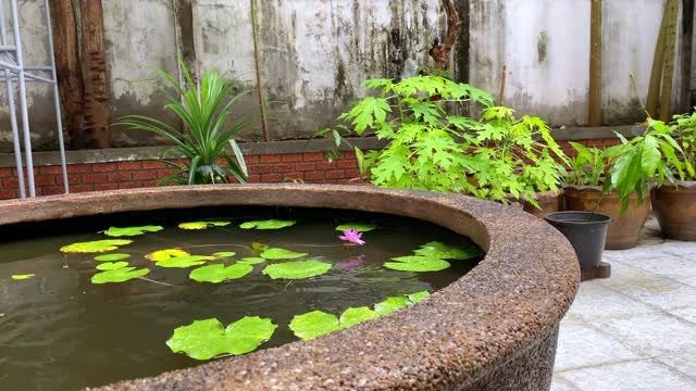 下雨天的后院视频素材