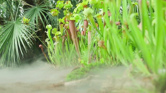 在清晨的薄雾中，特写丛林中非常稀有的食肉植物，自然概念视频素材