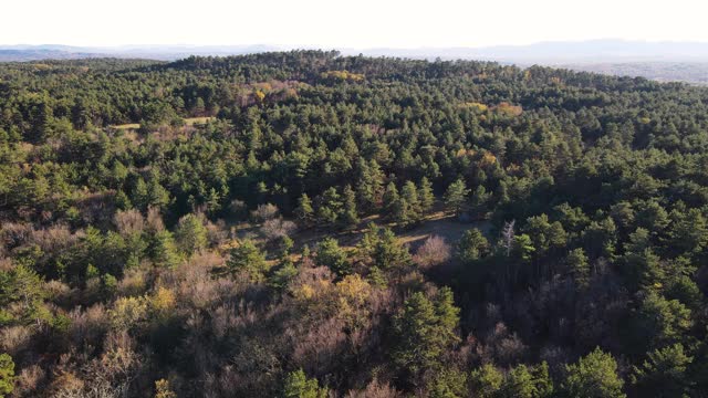 鸟瞰图松树林地视频素材